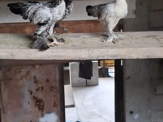 Кафтар, Душанбе