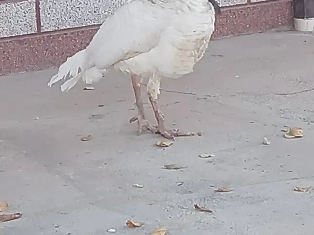 Индюк, Хуҷанд