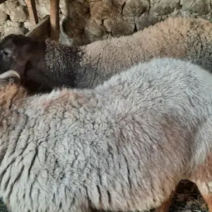 Кучкор, Худжанд