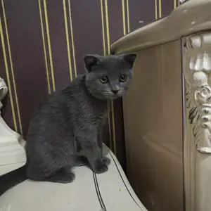 Шотландская кошка, Душанбе