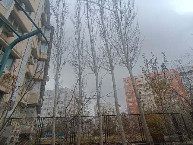 Дарахти сафедори бурида шуда, Худжанд