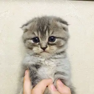 Шотландская вислоухая кошечка, Душанбе