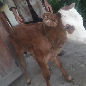 Гусола, Душанбе