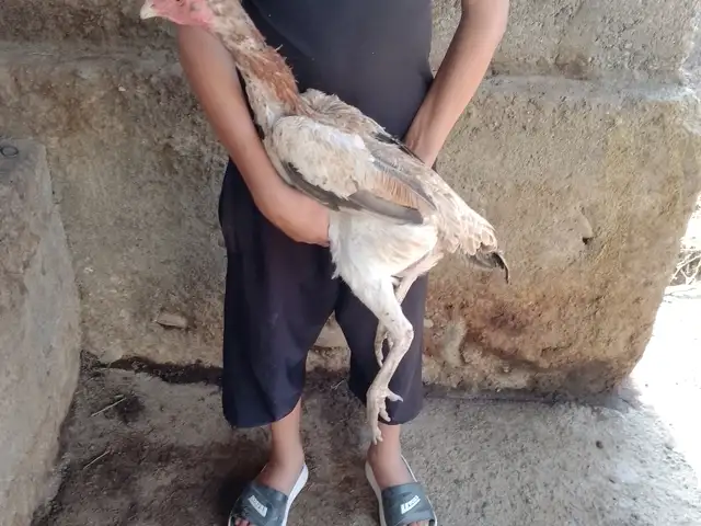 Тухми дакан, Вахдат