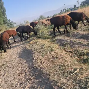 Барра, Вахдат
