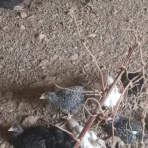 Чуҷаҳои доминант, Гиссар