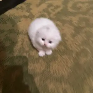 Шотландские вислоухие котята, Душанбе