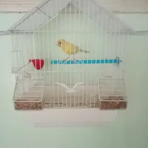 Канарейка, Душанбе