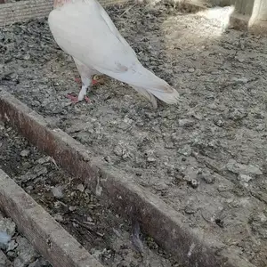 Кафтар, Душанбе