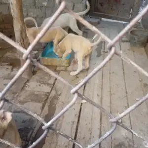 Модачахо саг, Канибадам