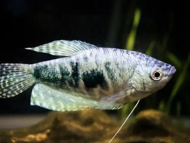 Мраморный гурами, Душанбе