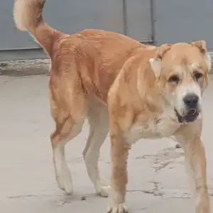 Алабай, Душанбе