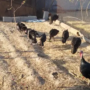 Индюкхо, Хуҷанд