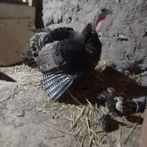 Индюк, Турсунзаде