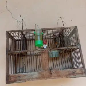 Саъба, Канибадам