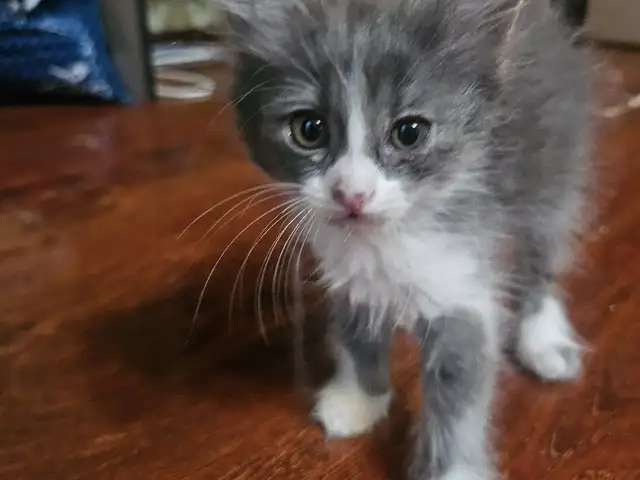 Котята, Худжанд