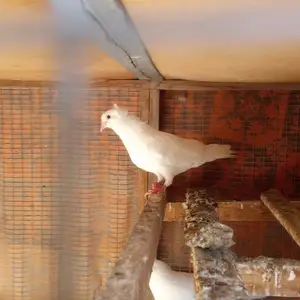 Кафтар, Хуҷанд