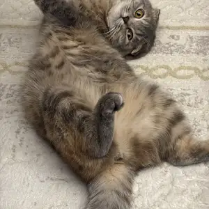 Кошка Муизза, Вахдат