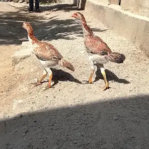 Дакан, Душанбе