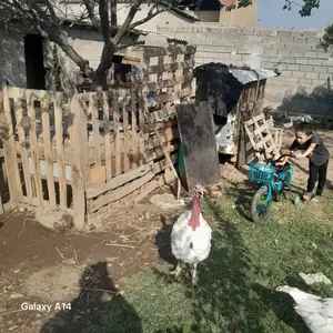 Индюк, Худжанд