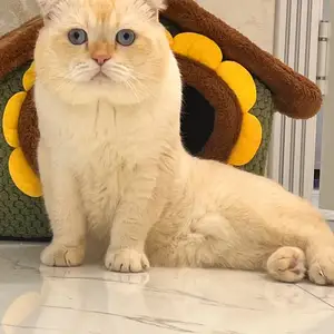 Шотландский вислоухий Кот на вязку, Душанбе