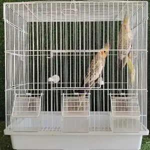 Папугай с клеткой, Душанбе