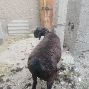 Кучкор, Душанбе