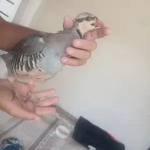 Кабки дулан гибрит, Душанбе