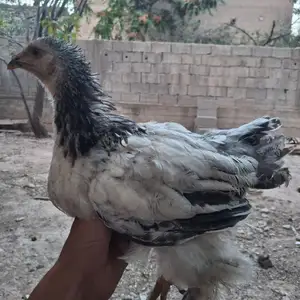 Мург, Душанбе