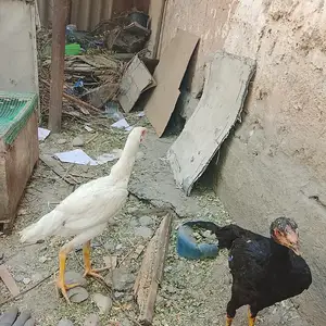 Дакан, Душанбе