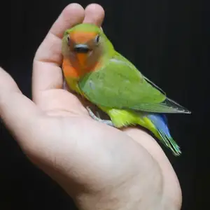 Попугай, Душанбе