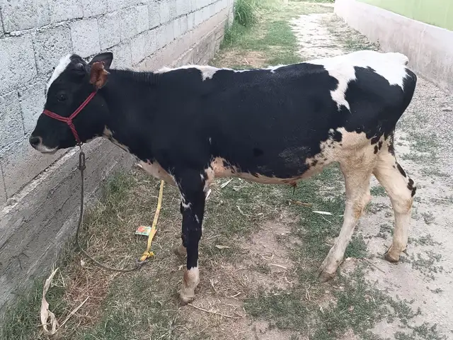 Буқа, Душанбе