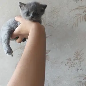 Шотландский котенок, Душанбе