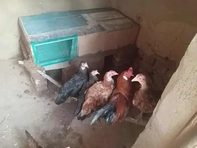 Мурғҳои тухмкун, Ваҳдат