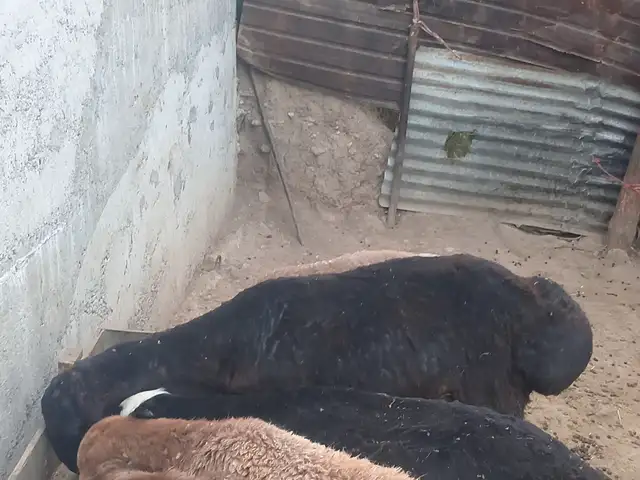 Кушкор шишак, Душанбе