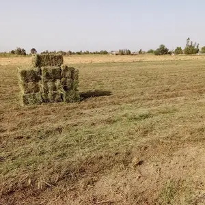 Преси ришқа, Душанбе