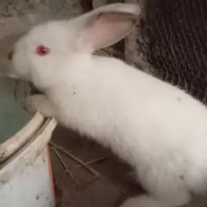 Харгушча, Худжанд