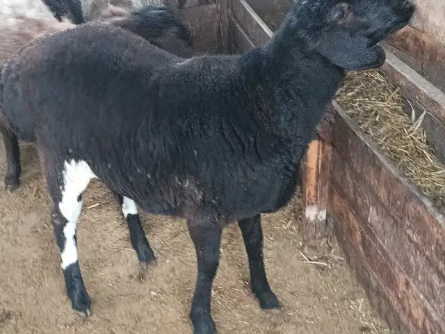 Барра, Душанбе