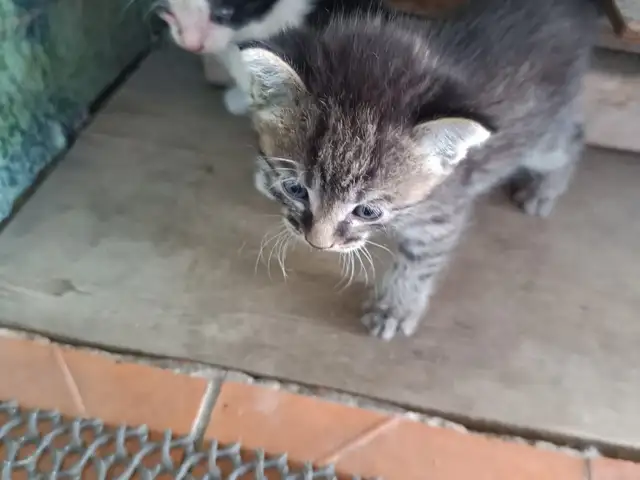 Котята, Душанбе