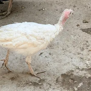 Индюкчуча, Худжанд