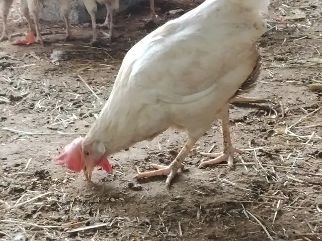 Мургхои тухм кун, Вахдат