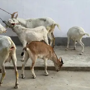 Бузхои Зааненский ва Альпийский, Рудаки