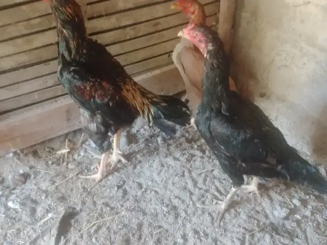 Даканг хуруз, Худжанд