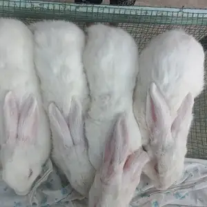 Кролик, Худжанд