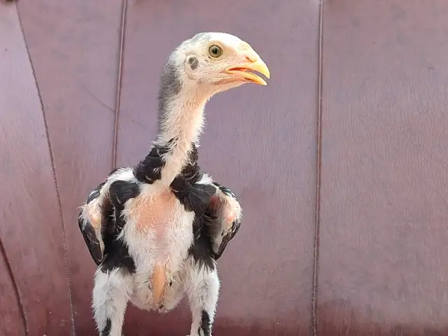 Дакан чуча, Душанбе