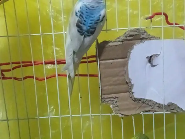 Попугай, Душанбе