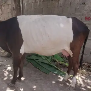 Гове букачахо, Вахдат