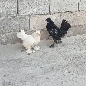 Мурги Японча пара, Душанбе