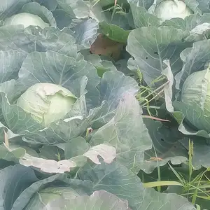 Карам, Истаравшан