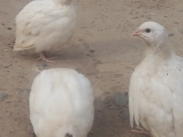 Бедона, Турсунзаде